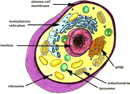 Prokaryotic vs. Eukaryotic Cells - By: jacob straka